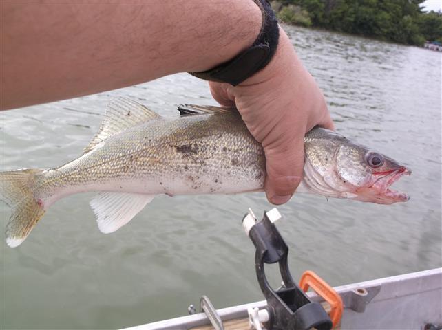 Lake Macbride Fishing Reports Page 5 Southeast Iowa