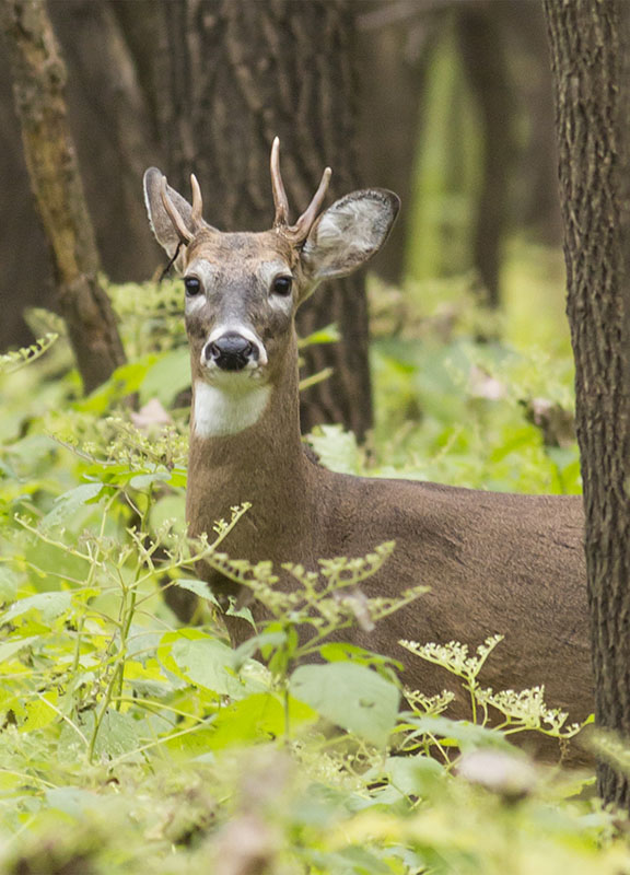 Broken Pedicle 1 yr Later - Deer Hunting-Bear-Elk-Moose - Outdoor Re ...