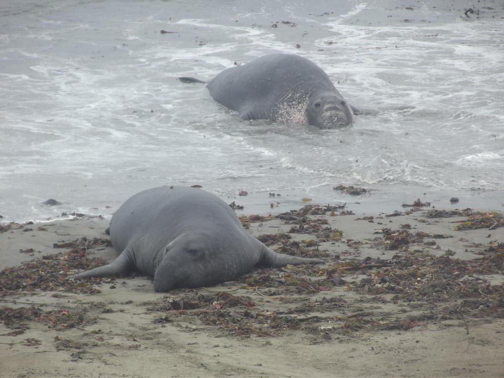 Elephant Seal Beach Photography and Photo Sharing