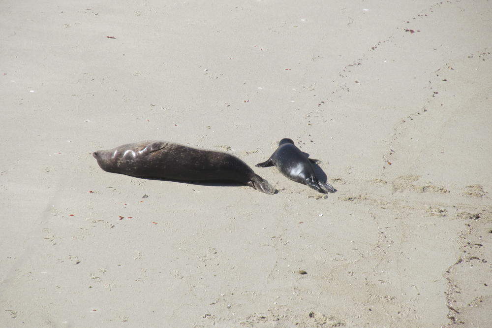 Elephant Seal Beach Photography and Photo Sharing