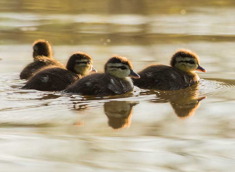 First Wood Duck ducklings today - Bird Watching - Outdoor Re-Creation ...