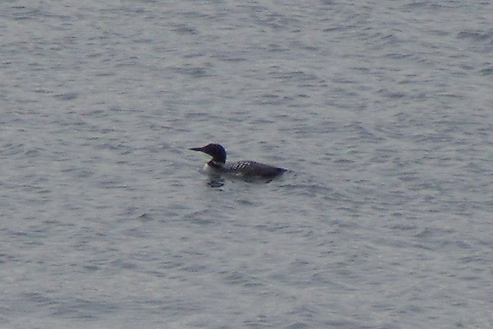 Loon In Missouri - Bird Watching - Outdoor Re-Creation HotSpot Communities