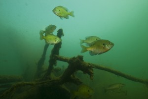 (Photo courtesy of Aqua-Vu) – “Isolated brush and wood piles attract a bounty of bluegills and bass.”