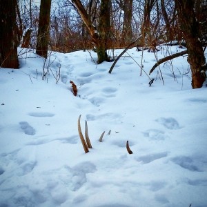 spring shed hunting