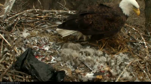 bald eagles