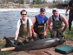 sturgeon fishing and spawning