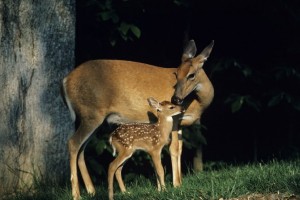 michigan deer