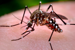 mosquito zika virus