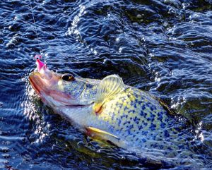 late summer crappie with hair jig