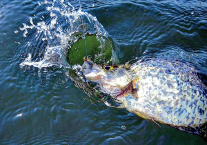 late summer crappie with jig and plastic